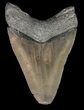 Serrated, Fossil Megalodon Tooth - South Carolina #51081-2